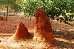 Cornitermes cumulans