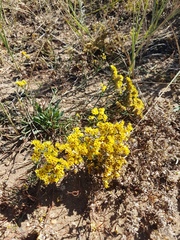 Limonium aureum