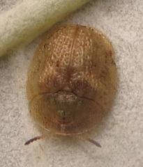 Cassida granulicollis