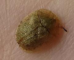 Cassida granulicollis