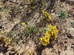 Limonium aureum