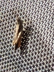 Chorthippus brunneus