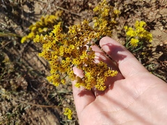 Limonium aureum
