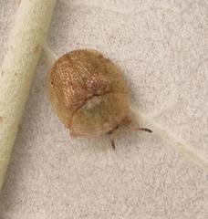 Cassida granulicollis