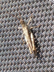 Chorthippus brunneus