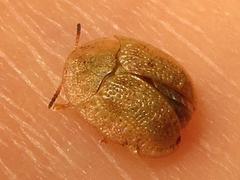 Cassida granulicollis