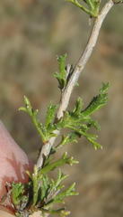 Osteospermum leptolobum