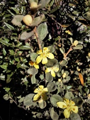 Asterolasia buckinghamii