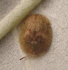 Cassida granulicollis