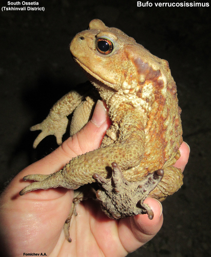 Caucasian Toad, Bufo verrucosissimus