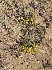 Limonium aureum