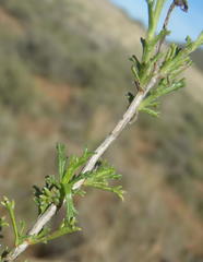 Osteospermum leptolobum