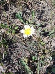 Taraxacum leucanthum