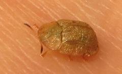 Cassida granulicollis