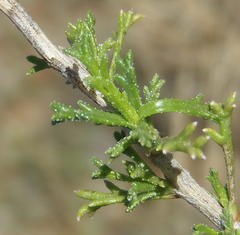 Osteospermum leptolobum