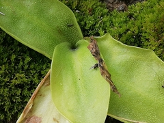 Pinguicula