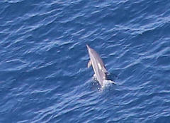 Stenella longirostris longirostris