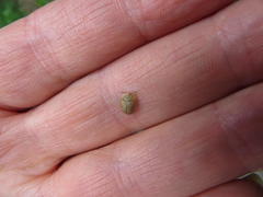 Cassida granulicollis