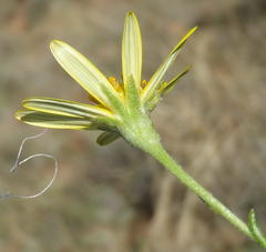 Osteospermum leptolobum