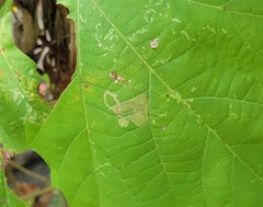 Ectoedemia platanella group