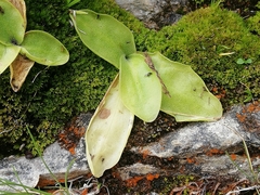 Pinguicula