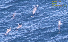 Stenella longirostris longirostris