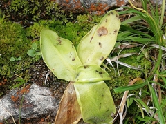 Pinguicula