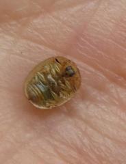 Cassida granulicollis