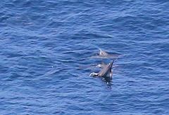 Stenella longirostris longirostris
