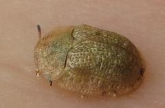 Cassida granulicollis