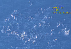Stenella longirostris longirostris