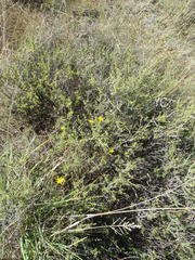 Osteospermum leptolobum