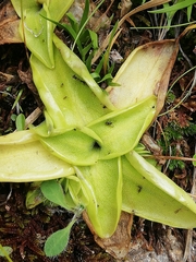 Pinguicula