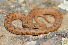 Viperine Snake photo 1