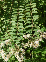 Lagerstroemia subcostata