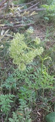 Angelica sylvestris