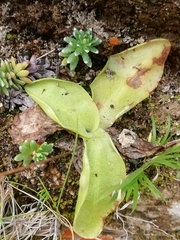 Pinguicula