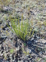 Haplophyllum dauricum