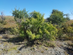 Rhamnus erythroxylum