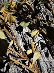 Asterolasia buckinghamii