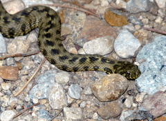 Viperine Snake photo 5