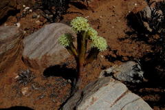 Crassula pyramidalis