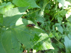 Ectrychotes comottoi