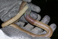 Glossoscolecidae