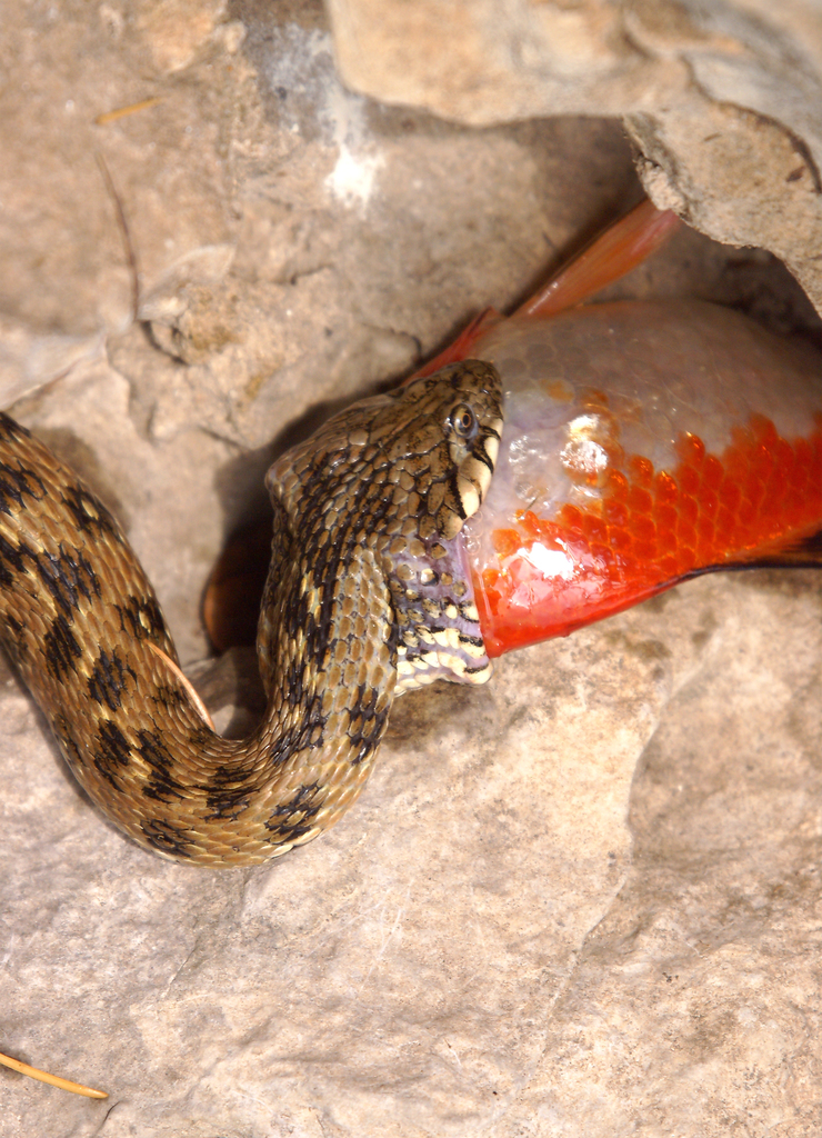 Viperine Snake