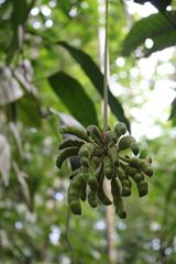 Cymbopetalum longipes