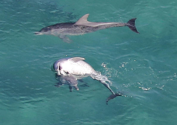Tursiops aduncus<br>03 July, 2015