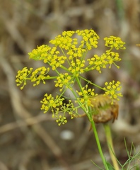 Ridolfia segetum