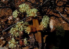 Crassula pyramidalis