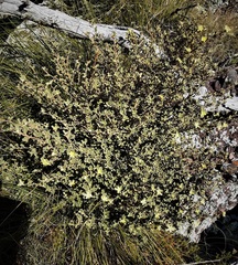 Asterolasia buckinghamii